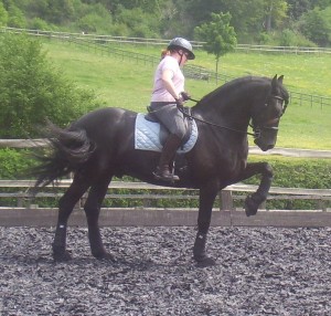Euwe - Friesian