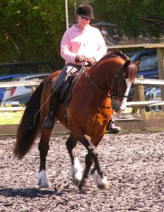 Dallas - Welsh Cob