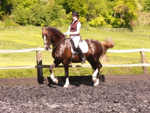 beginning Piaffe, Welsh stallion beginning Piaffe, Welsh stallion