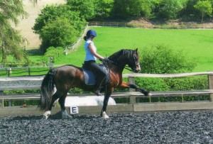 Dallas, a Welsh Cob gelding performing Spanish Walk