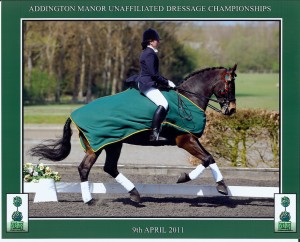 Friesian+cross+warmblood