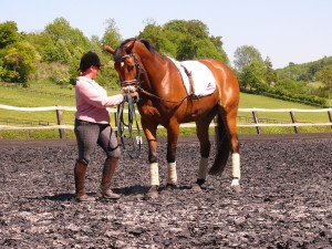 starting lateral work with the warmblood starting lateral work