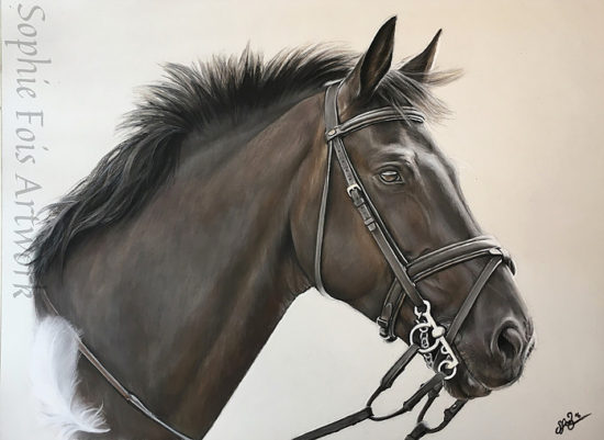 Cole. Laurens showjumper who she tragically lost at only 9yrs. Sophie did this pastel of him for her birthday. She included the white feather as one landed on him just before he passed away. A sign from the Angels.