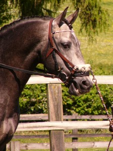 Zibral - Lusitano Stallion