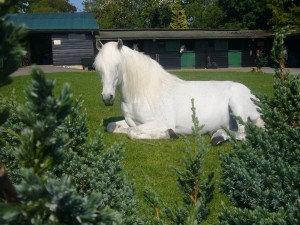 'On cold winter days dream of summer snoozes' Diabo in his well earned retirement! 'On cold winter days dream of summer snoozes' Diabo in his well earned retirement!