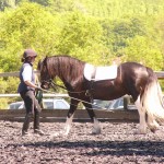Domino working in-hand at our last lecture/demo.