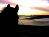 Misty-morning, a view over Turville, with Coles ears!